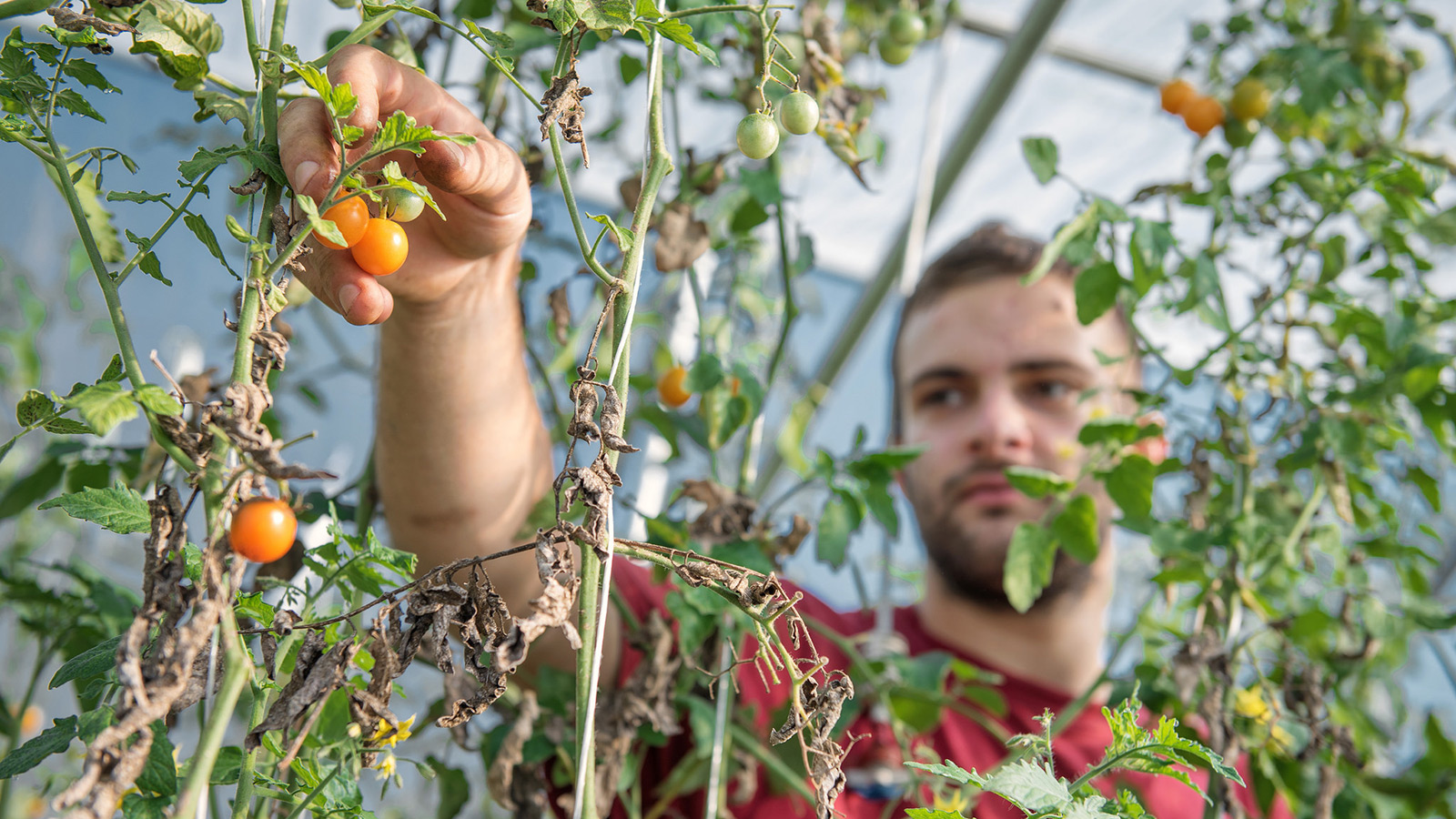 food, nutrition, and health, ubc