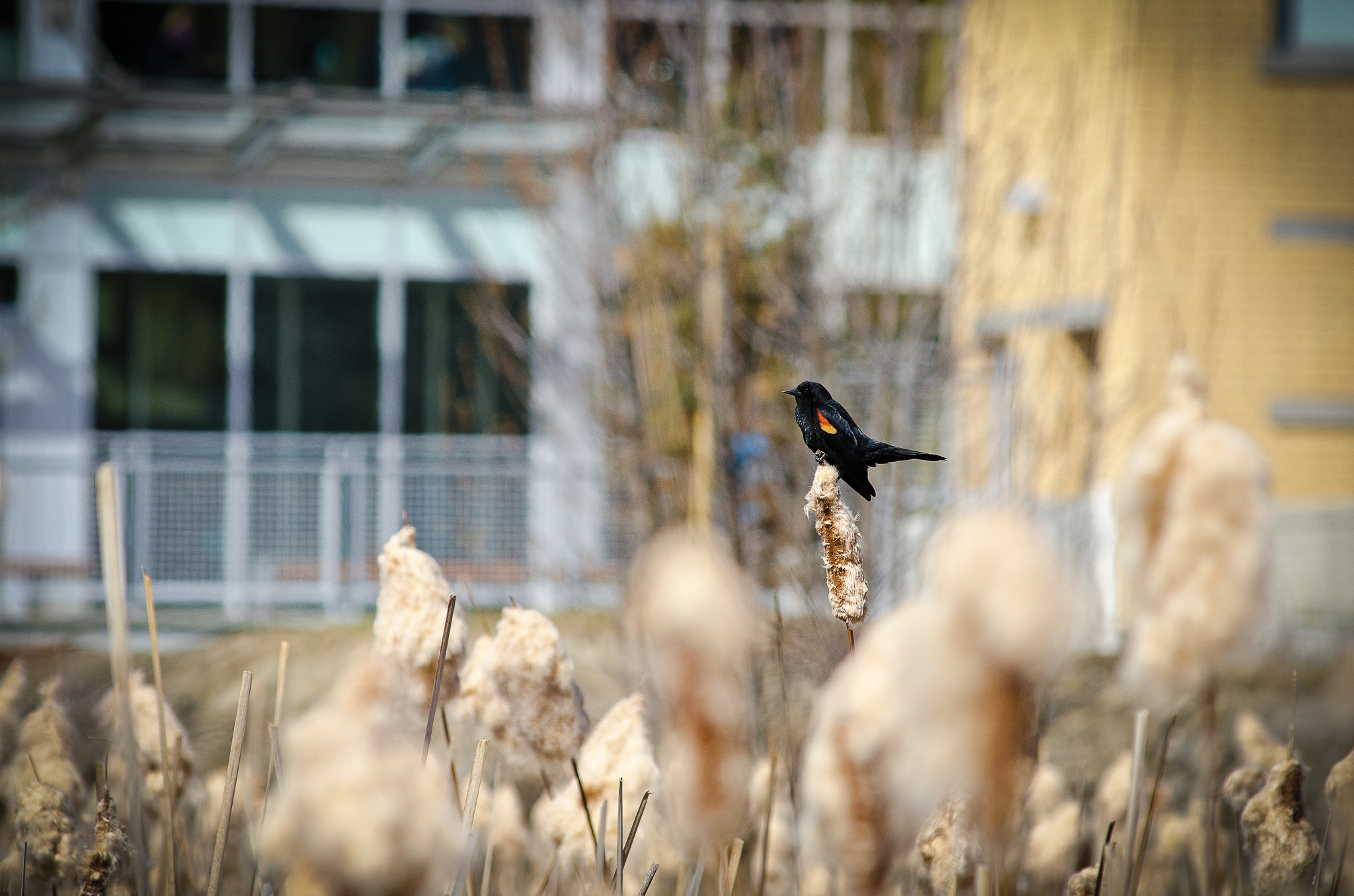 natural resources conservation, ubc