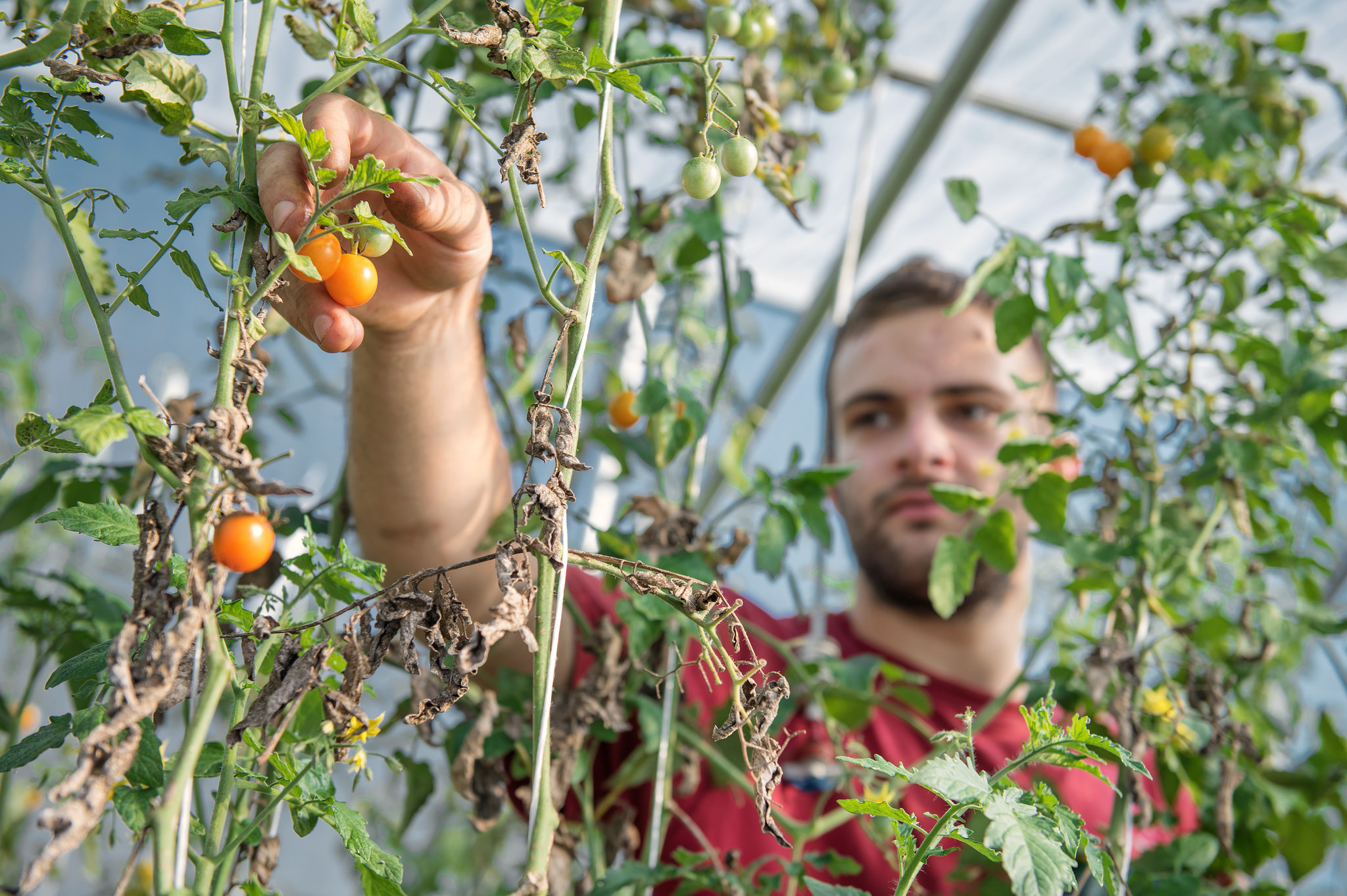nutritional sciences, ubc