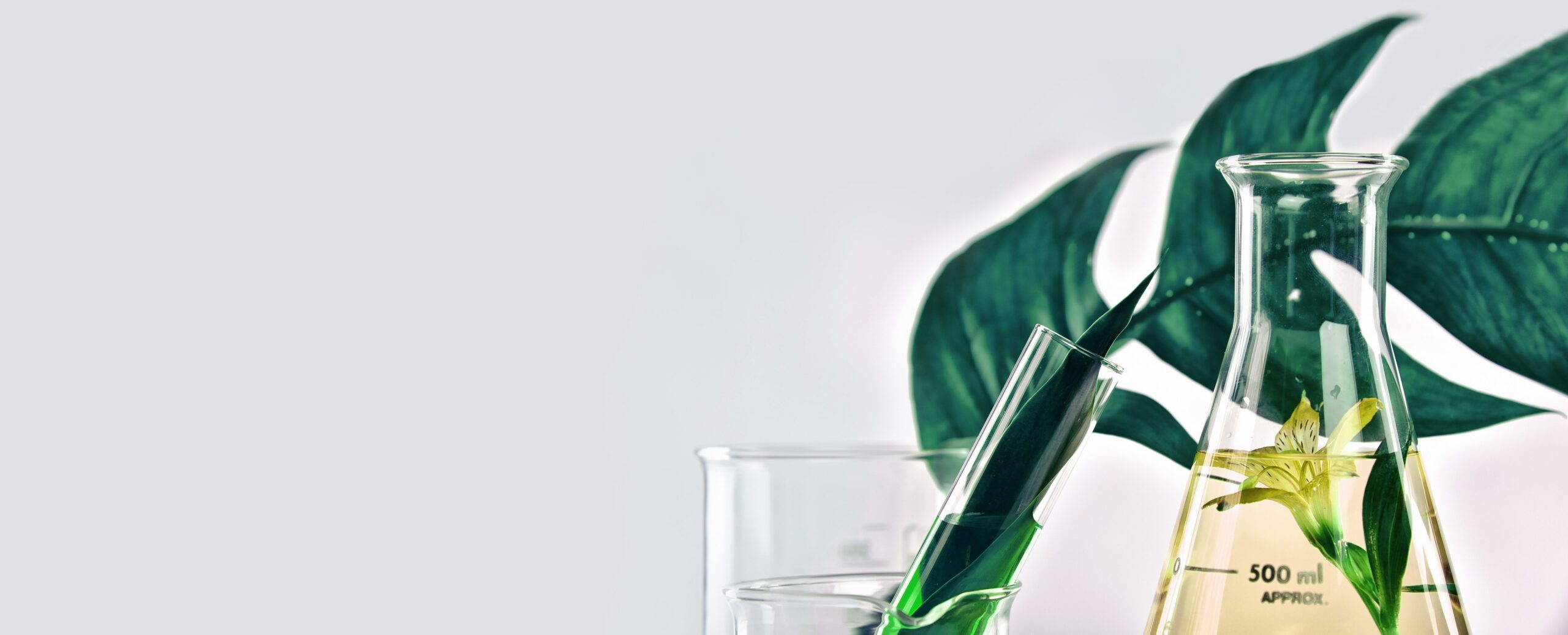 Forest Bioeconomy Sciences Technology